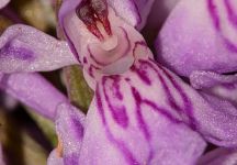 Knabenkraut Geflecktes Garten FKB